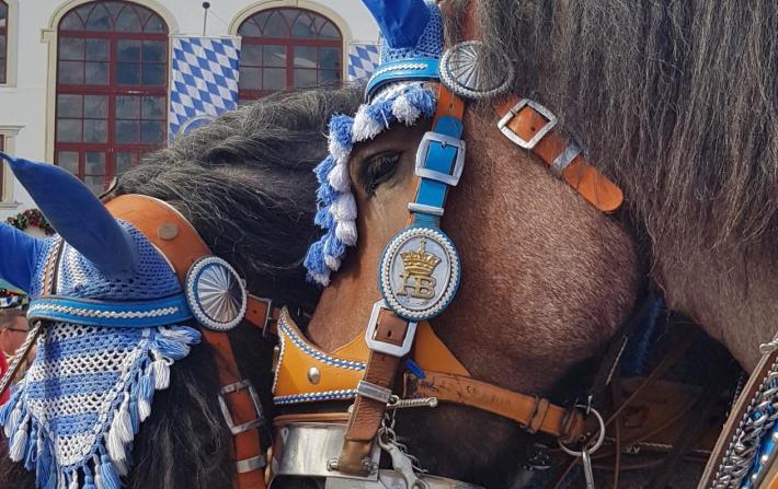 Hofbräu Festzelt Oktoberfest Pferdekopf mit Schmuck